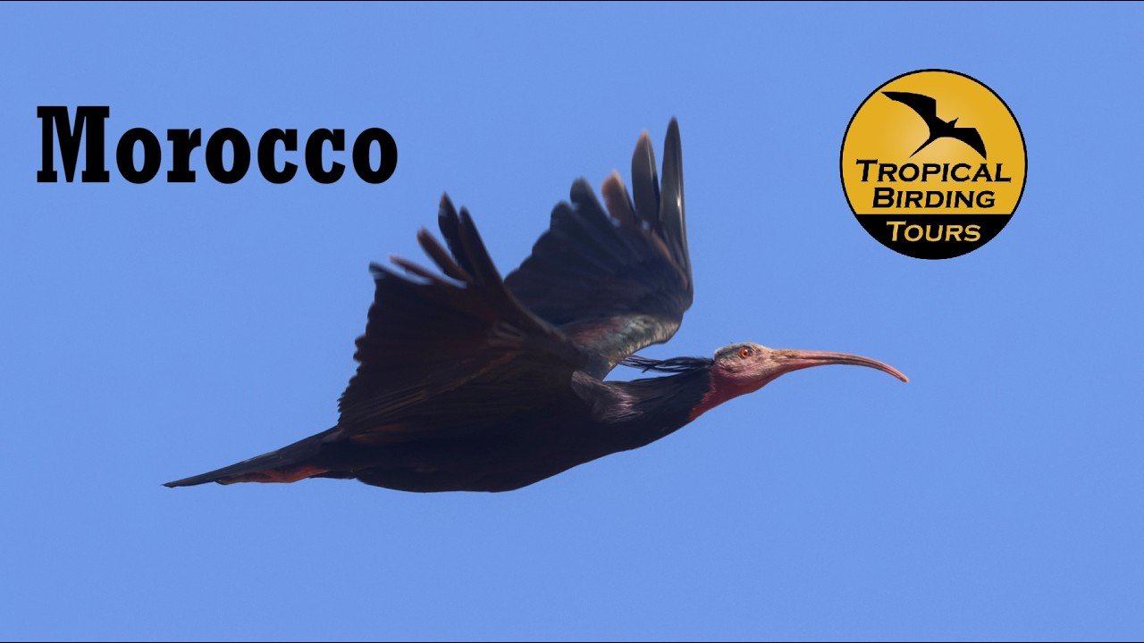 MOROCCO - Video Trip Report