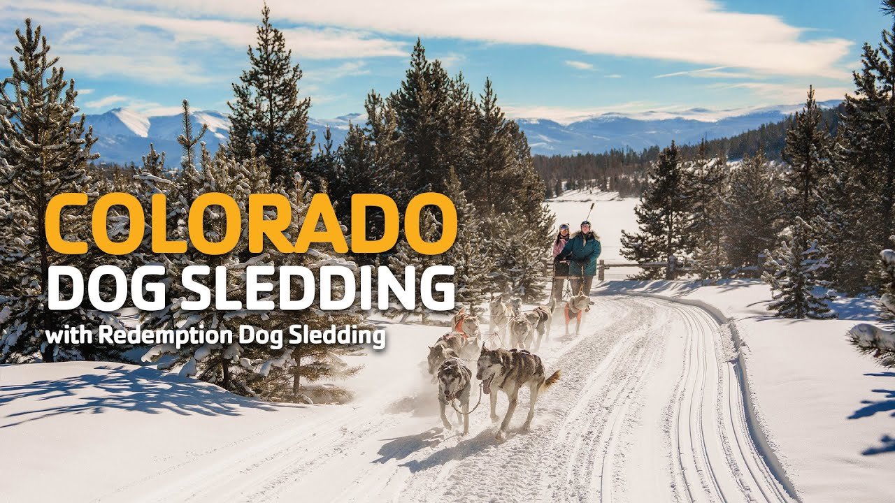 Colorado Dog Sledding with Redemption Dog Sledding!