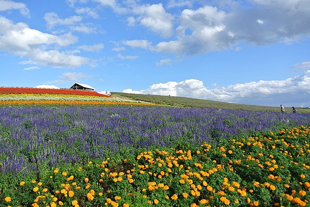 Farm tomita