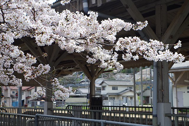 Nara cherry blossom pic