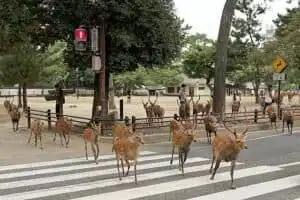 Deer bow to visitors for food at Nara's famous park in Japan.