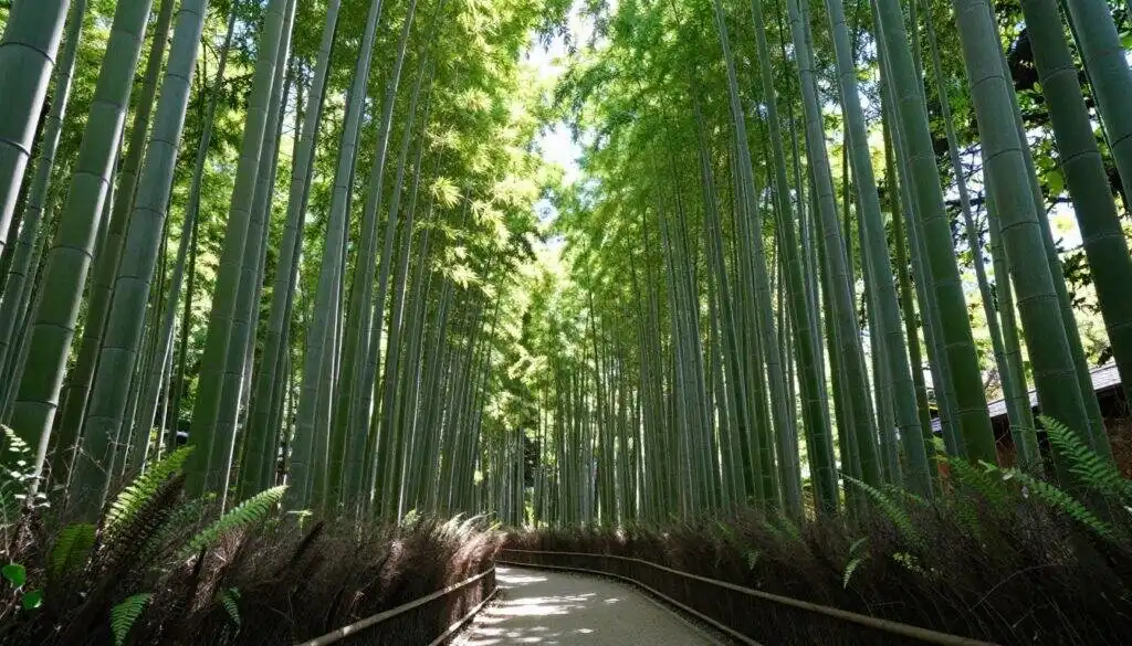 Serene bamboo forest pathway in Kyoto, Japan, with tall green stalks and dappled sunlight.